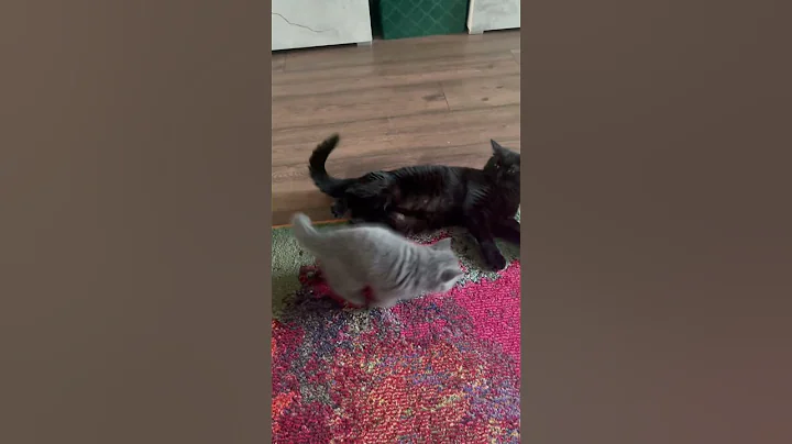 Video 9947181: lovely british shorthair, pet cat kitten kitty, kitty kitten pet cute, kitty catplay