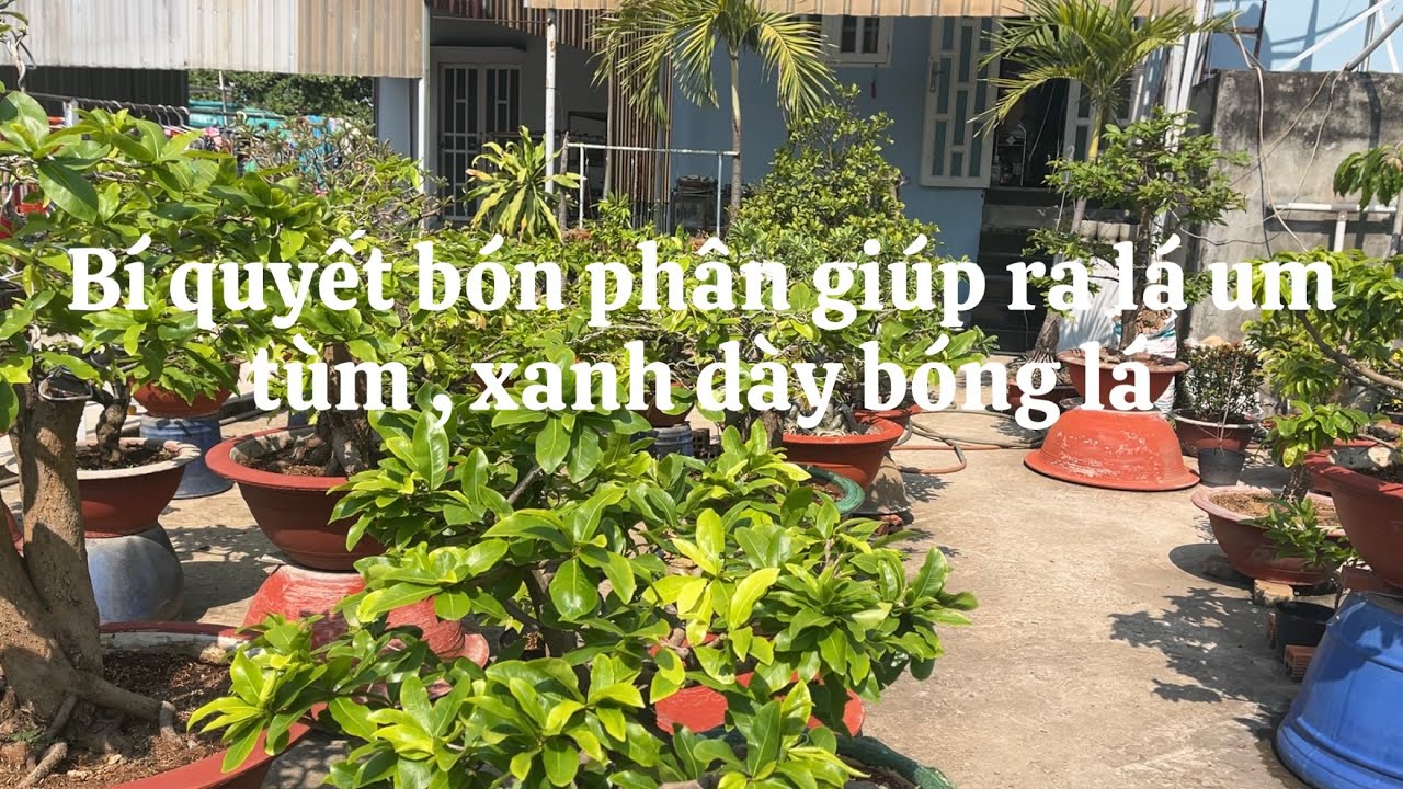 Bí quyết bón phân giúp cây mai đâm tượt ra lá um tùm // 30-2 âm lịch