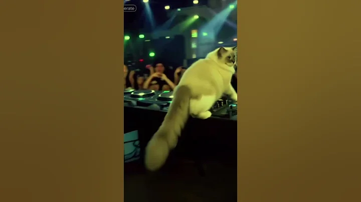 Video 10803031: cat kitten cutecat funny, cat kitten amazing, cat kitten cute funny