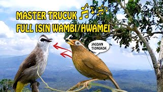 Masteran GILA!!! Trucukan Full Isian Wambi Hmamei