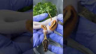 Celebrity Got that pumpkin pie ready for turkey day #ballpython #royalpython #snake #reptiles Wealth