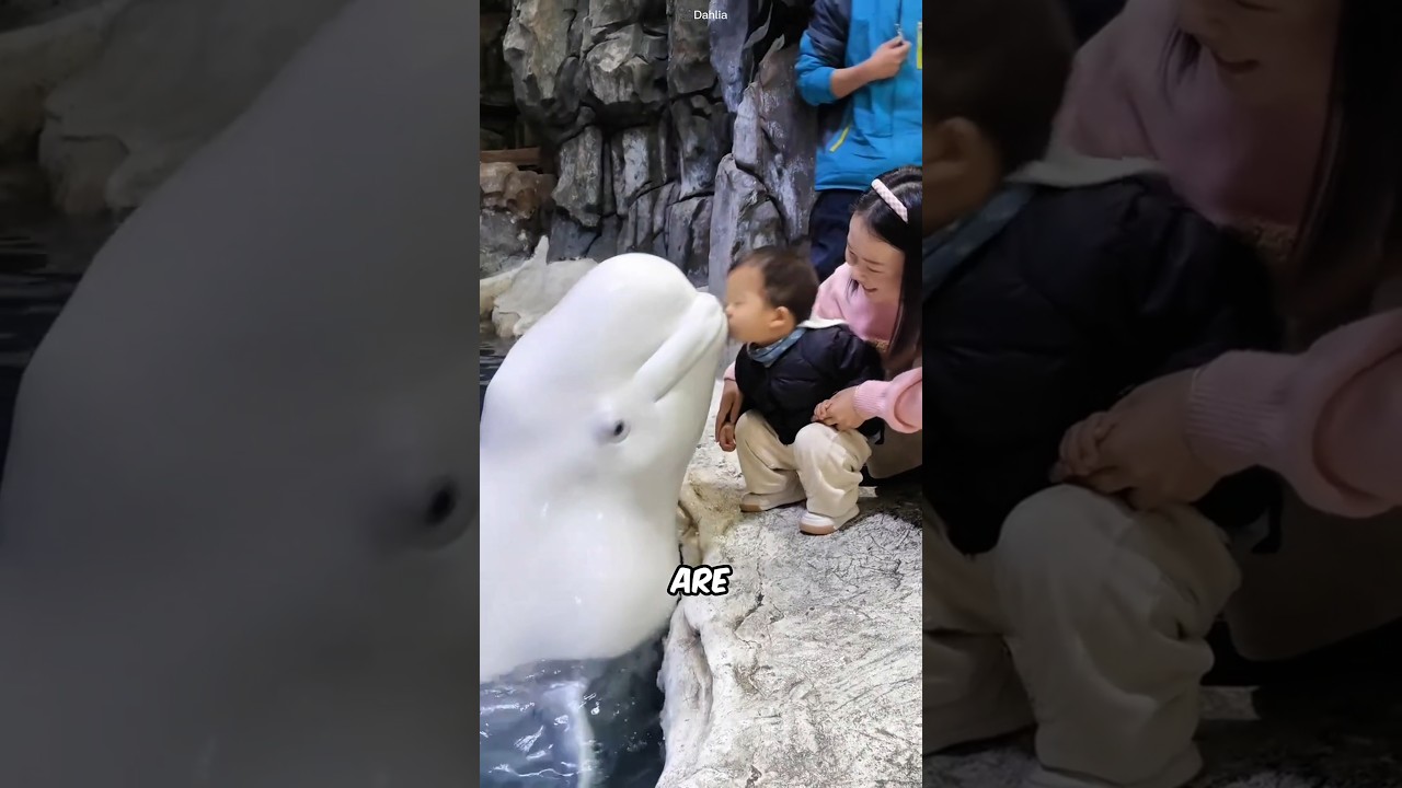 Things You NEVER Knew About Beluga Whales! #facts #animals #wildlife