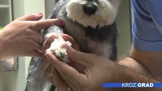 Putovanje sa kućnim ljubimcem - Mario Tikvicki, veterinar, TV Subotica Putovanje sa kućnim ljubimcem - Mario Tikvicki, veterinar, TV Subotica