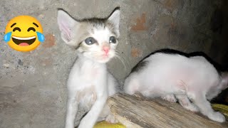 cat baby become angry 😡😺😅😺|| cat funny video 😺😅#comedy