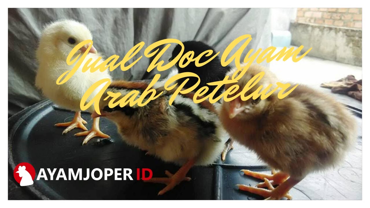 Jual Doc Ayam Arab Petelur 