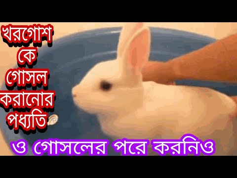 খরগোশকে গোসল করানোর পধ্যতি। গোসলের পরে করনিও।   খরগোশ পালন পদ্ধতি। #খরগোশ #খরগোসের_খাবার