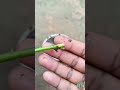 Can You Grow Rose Plant From Cutting 🥀🌿
