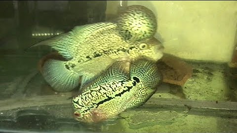 Ghép cặp sinh sản cá la hán trống Kamalau + mái gen kamalau body khít | Flowerhorn