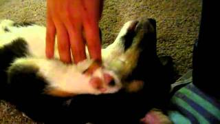 MVI_8011.AVI