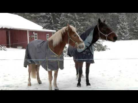 Video: Miten kouluttaa koiria etsimään koiria