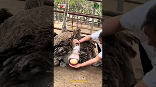 Ostrich Laying Giant Egg 🥚😱 #shorts