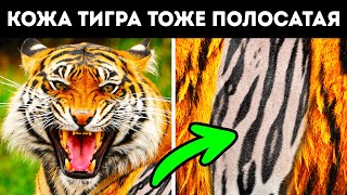 100+ случайных фактов, которые легко принять за вымысел