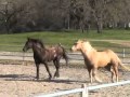 Horses at Liberty- Horses being Horses- Release-Comfort- Rick Gore Horsemanship