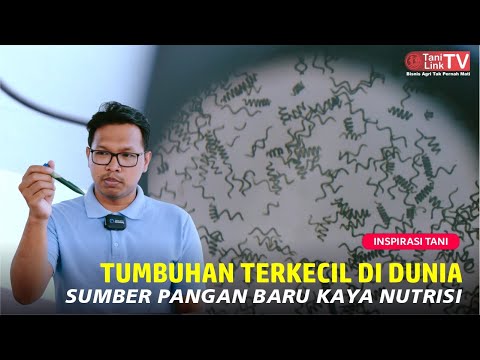 Video: Apakah hujan asam menyebabkan alga berkembang biak?