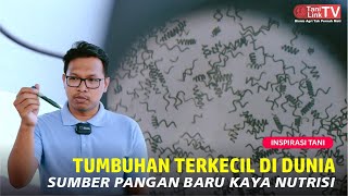 Rahasia Luar Biasa Budidaya Spirulina, Sumber Nutrisi dan Energi