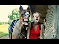 Horses Being Silly With Their Humans рџ Є Funny Animal Videos 2025 Horses Being Silly With Their Humans рџ Є Funny Animal Videos 2025