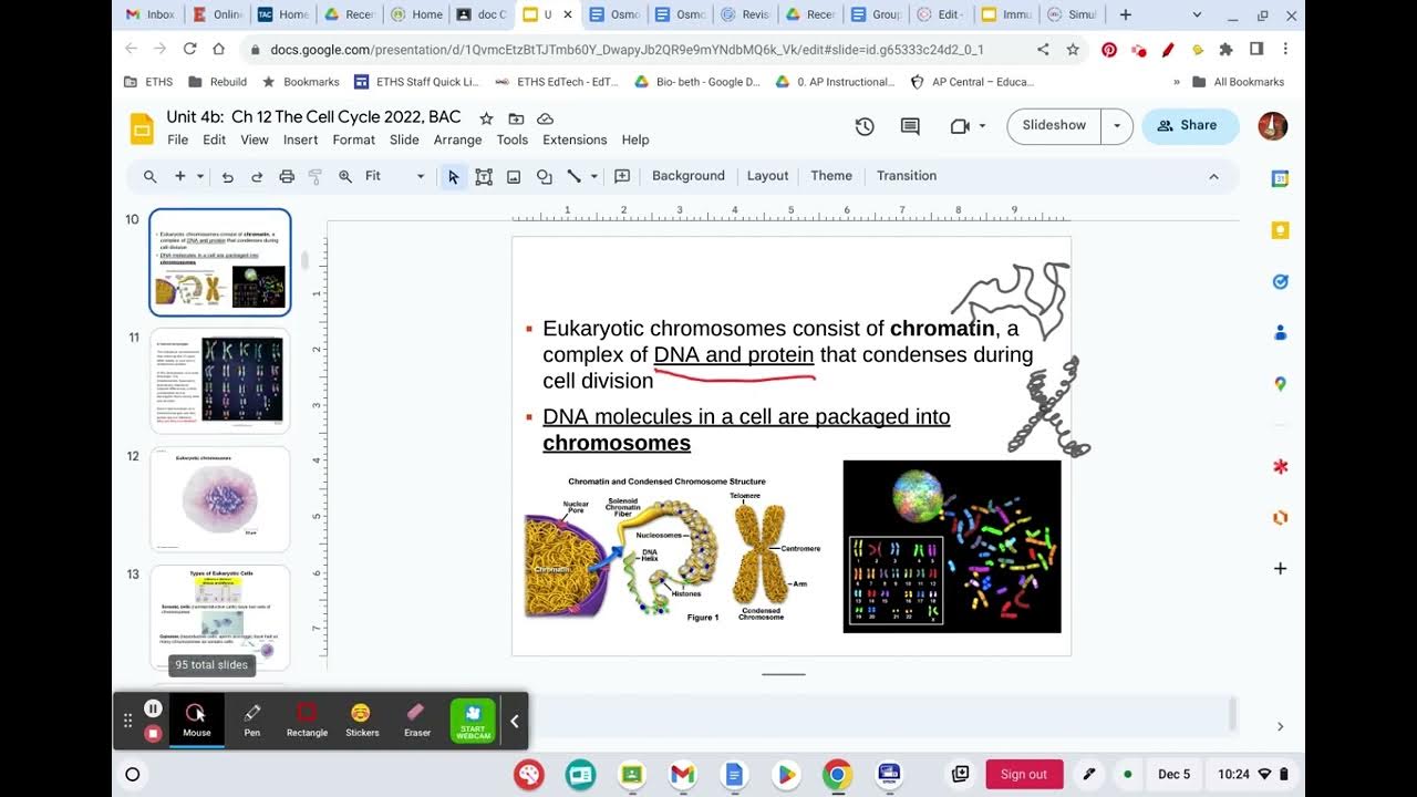 Unit 4b Introduction to the cell cycle YouTube