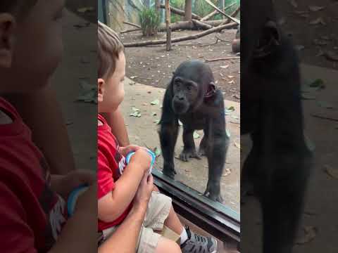 The little gorilla watched every bite through the glass… then mom showed up with a snack of his own