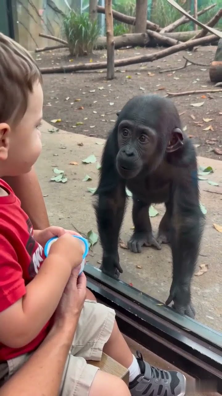 The little gorilla watched every bite through the glass… then mom showed up with a snack of his own