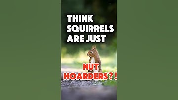 Eekhoorns: De vergeetachtige boeren die onze toekomstige bossen planten! 🐿 #LeukeWeetjes #Eekhoor...