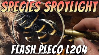 Flash Pleco L204 (Panaqolus albivermis) Freshwater Aquarium Fish Profile & Care Guide Thumbnail