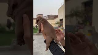 American Bully Puppy Short Bull Bloodline