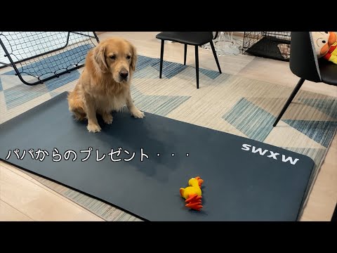 想像以上に騒ぐ新しい友達に、困惑を隠せない大型犬w