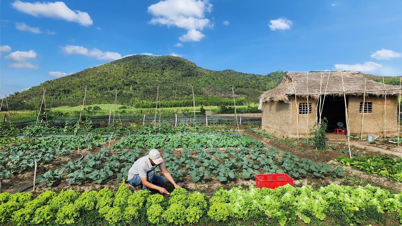 Full 70 days: The organic vegetable garden is ready for harvest right in the winter