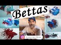 Criação de Bettas - Tutorial para iniciar na criação (Alessandro Menks)