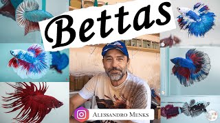 Criação de Bettas  Tutorial para iniciar na criação (Alessandro Menks)