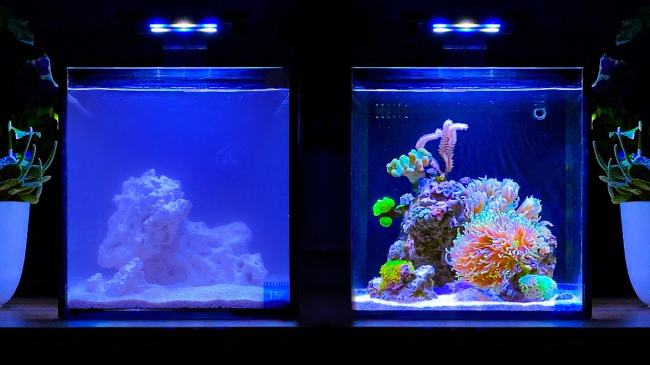 Artefact rechtop havik A Year Ago I Set Up a Nano Reef Tank and This Happened - YouTube