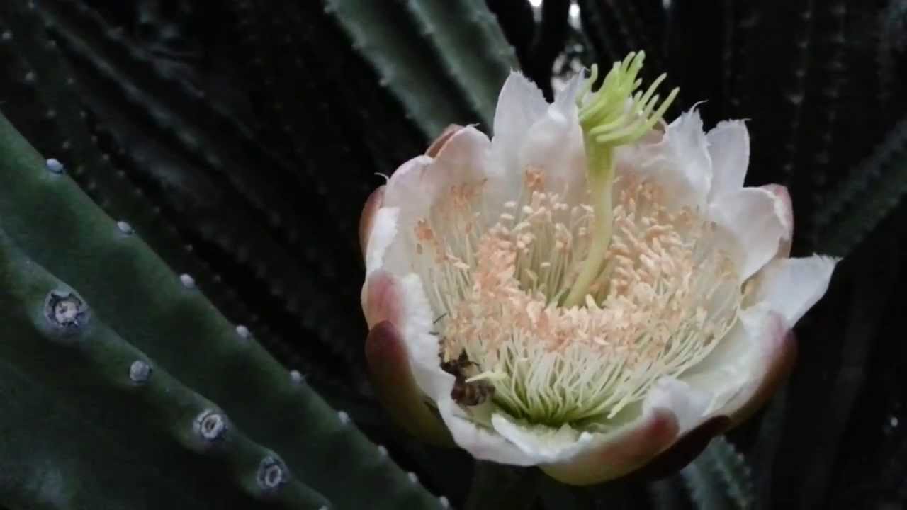 Cereus Peruvianus Night Blooming Cereus Cactus flowering bee