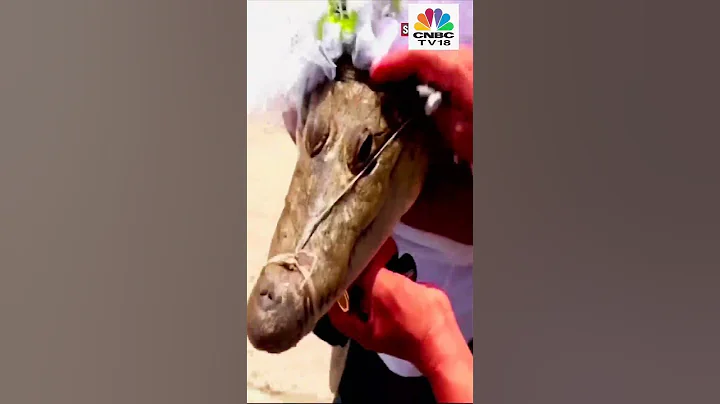 Watch Viral Video: Mexico Mayor ‘Marries’ Crocodile To Honour Age-Old Indigenous Ritual | CNBC TV18 - DayDayNews