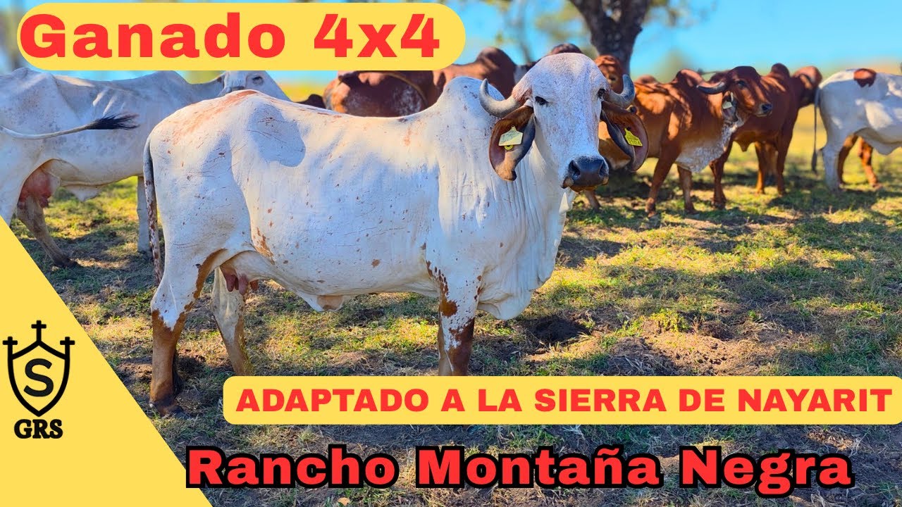 Ganado GYR de REGISTRO  en la SIERRA DE NAYARIT | Productivo Rustico y Adaptado