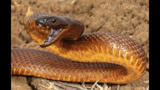 ТАЙПАН. Самая ядовитая (опасная) змея в мире.