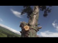 Giant Redwood Tree Removal