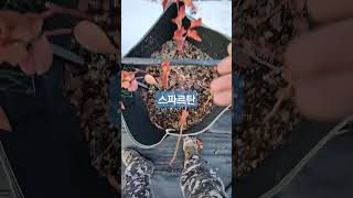 꽃눈상태3) 스파르탄 화분재배 꽃눈상태 확인. 대과종으로 일본에서 인기있다고. 과습에 취약하여 기르기 어려움. #블루베리전정 #gardening #blueberry