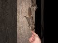 Feeding Flying Squirrels Peanuts at a Tree at the Edge of the Woods