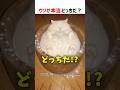【何問正解できる？】ウソか本当どっちだ！？ part99 #shorts #クイズ #ショート #猫 #かわいい #cat #funny