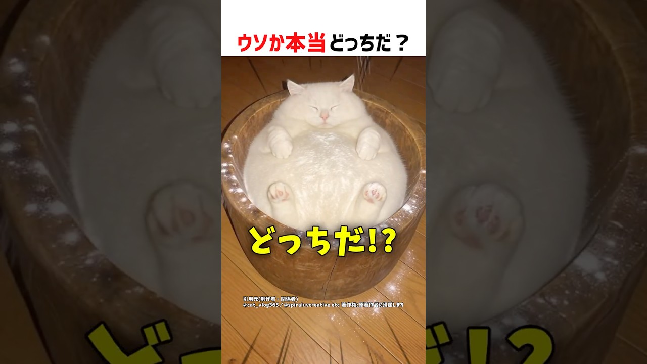 【何問正解できる？】ウソか本当どっちだ！？ part99 #shorts #クイズ #ショート #猫 #かわいい #cat #funny