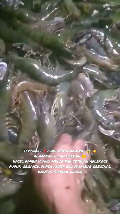 TERBUKTI‼️PUPUK ORGANIK SUPER AKTIF ECO FARMING ORIGINAL APLIKASI KHUSUS TAMBAK HASIL UDANG MANTAP 👍
