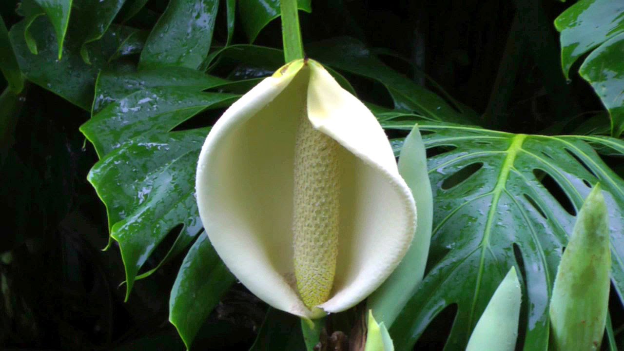 Rain Falls on the Big Island; Kona, Hawaii YouTube