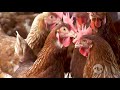 Recomendaciones para la correcta selección de gallinas sin postura en su granja - La Finca De Hoy