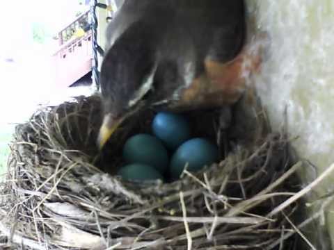 watershed RobinCam update May 22 - Mom adjusts the eggs -