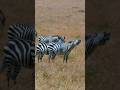 Zebra Sound, Zebra Baby Sound Effect | zebra 2 sound design | animal song