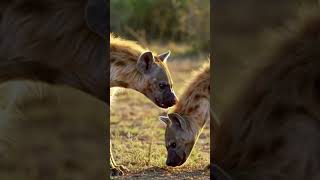 Hyena Mating Season