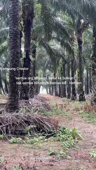 nampak tak? apa korang nampak kawasan tengah sawit..