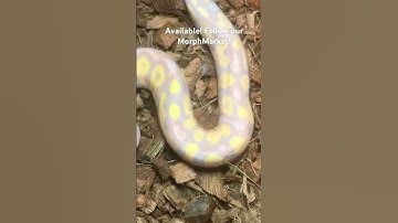 He’s available! Follow us on MorphMarket! #snake #reptiles #ballpythons