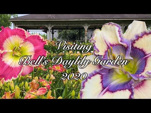 Видео: Daylilies хоол хийх