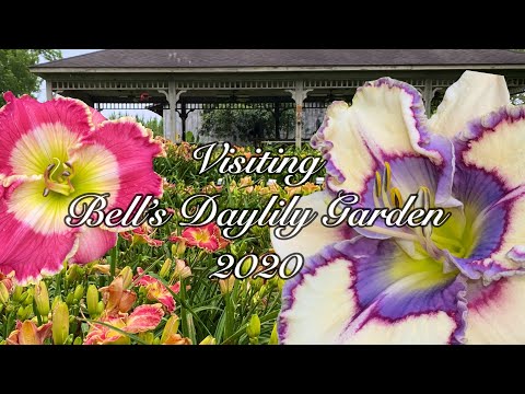 Video: Keindahan Megah Daylilies